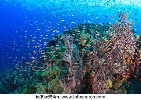 Fish swimming in coral reef View Large Photo Image Picture - Fish swimming in coral reef. Fotosearch