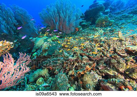 Stock Image - Fish swimming in coral reef. Fotosearch