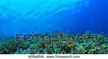 Stock Image - Fish swimming in coral reef. Fotosearch