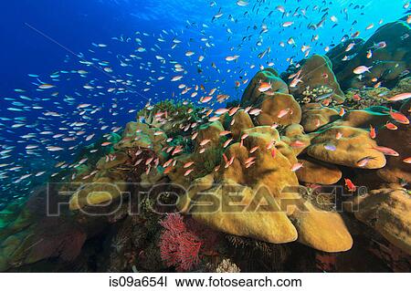 Fish swimming in coral reef View Large Photo Image Stock Image - Fish swimming in coral reef. Fotosearch