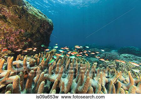 Stock Photo - Fish swimming in coral reef. Fotosearch