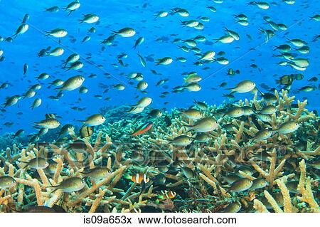 Fish swimming in coral reef View Large Photo Image Stock Photo - Fish swimming in coral reef. Fotosearch