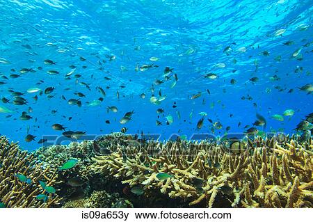 Stock Photo - Fish swimming in coral reef. Fotosearch