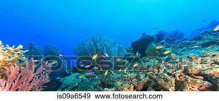 Stock Photo - Fish swimming in coral reef. Fotosearch