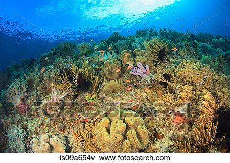 Fish swimming in coral reef View Large Photo Image Stock Photo - Fish swimming in coral reef. Fotosearch