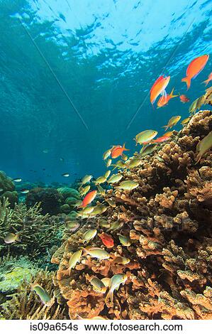 Stock Photograph - Fish swimming in coral reef. Fotosearch