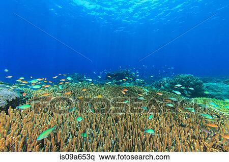 Fish swimming in coral reef View Large Photo Image Stock Photography - Fish swimming in coral reef. Fotosearch