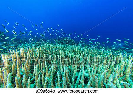 Fish swimming in coral reef View Large Photo Image Stock Photography - Fish swimming in coral reef. Fotosearch