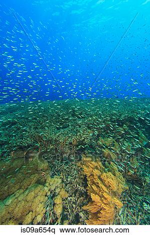 Stock Photography - Fish swimming in coral reef. Fotosearch