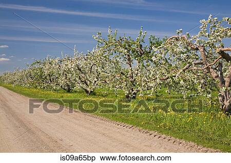 Flowering trees on dirt road View Large Photo Image Stock Photography - Flowering trees on dirt road. Fotosearch