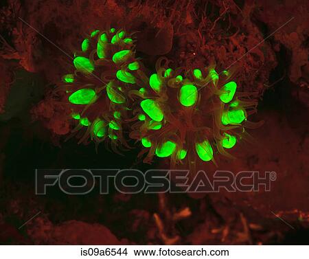 Fluorescence in coral reef View Large Photo Image Picture - Fluorescence in coral reef. Fotosearch