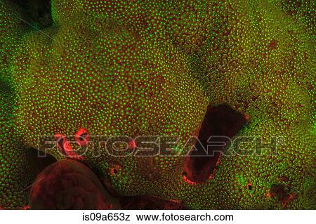 Fluorescence in coral reef View Large Photo Image Stock Photo - Fluorescence in coral reef. Fotosearch