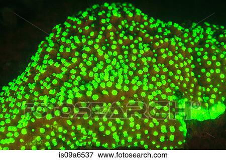 Fluorescence on coral reef View Large Photo Image Stock Photo - Fluorescence on coral reef. Fotosearch