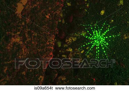 Stock Photograph - Fluorescence on coral reef. Fotosearch
