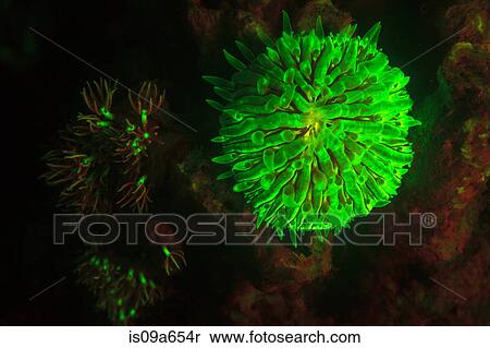 Stock Photography - Fluorescence on coral reef. Fotosearch