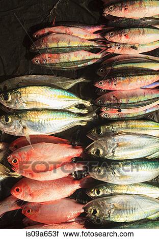 Stock Image - Fresh fish for sale in market. Fotosearch