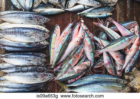 Fresh fish for sale in market View Large Photo Image Stock Image - Fresh fish for sale in market. Fotosearch