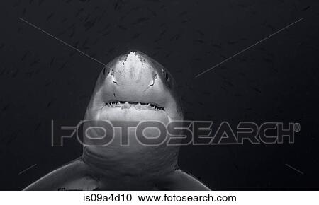 Stock Image - Great white shark. Fotosearch