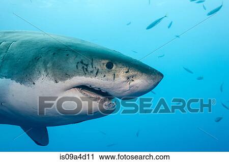 Stock Image - Great white shark. Fotosearch
