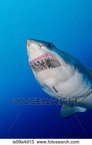 Stock Image - Great white shark. Fotosearch