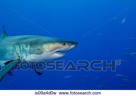 Great white shark View Large Photo Image Stock Photo - Great white shark. Fotosearch