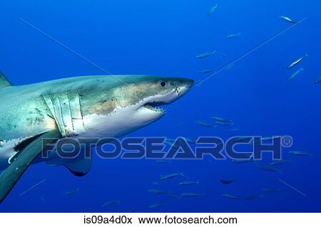 Great white shark View Large Photo Image Stock Photo - Great white shark. Fotosearch