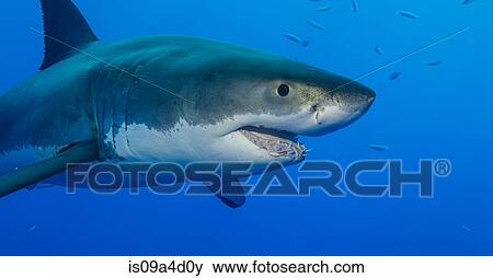 Stock Photo - Great white shark. Fotosearch