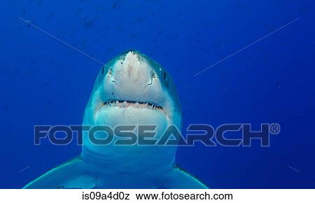 Stock Photo - Great white shark. Fotosearch