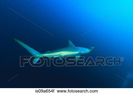 Hammerhead shark swimming View Large Photo Image Stock Image - Hammerhead shark swimming. Fotosearch