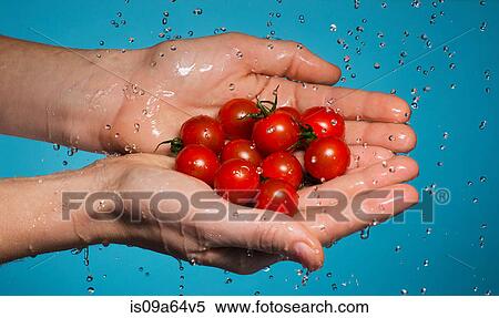 Stock Photography - Handful of tomatoes under shower. Fotosearch