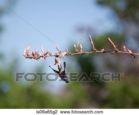 Stock Image - Hummingbird feeding from flowering tree. Fotosearch