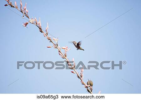 Stock Image - Hummingbird feeding from flowering tree. Fotosearch
