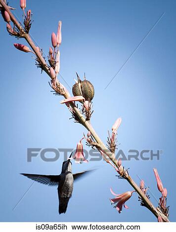 Stock Image - Hummingbird feeding from flowering tree. Fotosearch