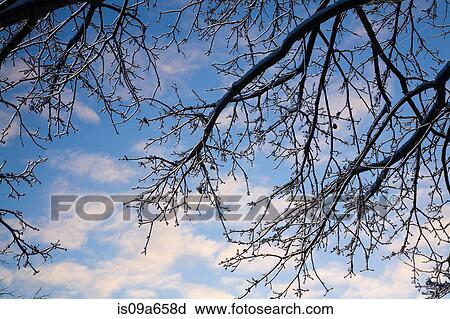 Stock Image - Icy tree branches and blue sky. Fotosearch