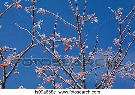 Icy tree branches and blue sky View Large Photo Image Stock Image - Icy tree branches and blue sky. Fotosearch