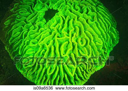Illuminated hard coral on reef View Large Photo Image Stock Photograph - Illuminated hard coral on reef. Fotosearch