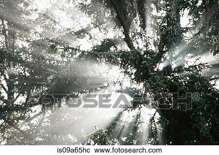 Stock Image - Low angle view of trees in forest. Fotosearch