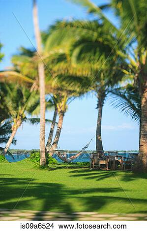 Picture - Man in hammock under palm trees. Fotosearch