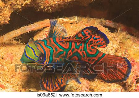Stock Image - Mandarinfish swimming in coral reef. Fotosearch