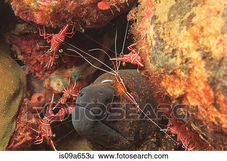 Stock Photograph - Moray eel with hingebeak shrimp. Fotosearch