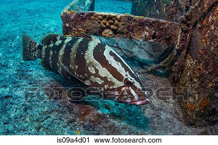 Stock Image - Nassau grouper on shipwreck. Fotosearch