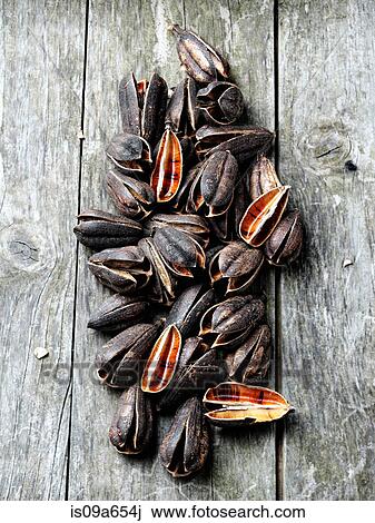 Pile of mussels on wooden table View Large Photo Image Stock Image - Pile of mussels on wooden table. Fotosearch