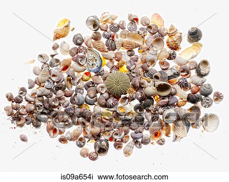 Pile of seashells View Large Photo Image Stock Image - Pile of seashells. Fotosearch