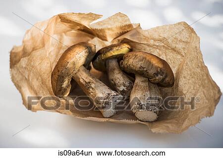 Porcini mushrooms in paper bag View Large Photo Image Picture - Porcini mushrooms in paper bag. Fotosearch