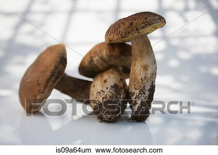 Picture - Porcini mushrooms with dirty stems. Fotosearch