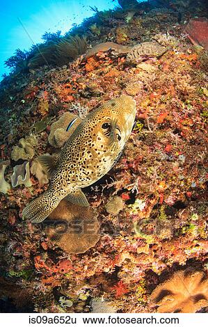 Puffer fish swimming in coral reef View Large Photo Image Stock Photograph - Puffer fish swimming in coral reef. Fotosearch