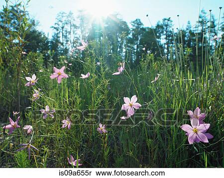Stock Photography - Purple flowers growing in grassy field. Fotosearch