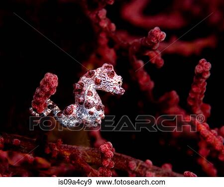Pygmy seahorse on gorgonian View Large Photo Image Stock Photo - Pygmy seahorse on gorgonian. Fotosearch