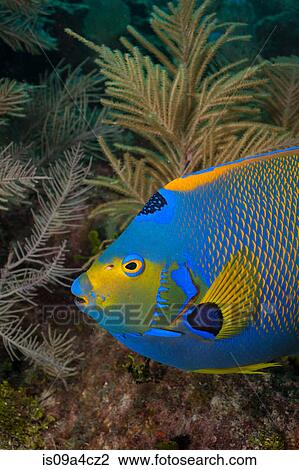 Stock Image - Queen angelfish and octocoral. Fotosearch