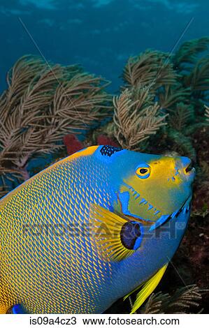 Stock Image - Queen angelfish and octocoral. Fotosearch
